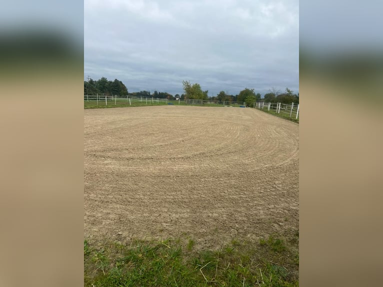 Offenstall für Allergiker