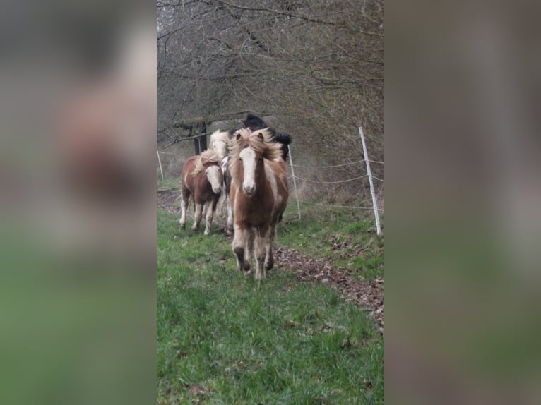 Offenstall für Jung und Alt 