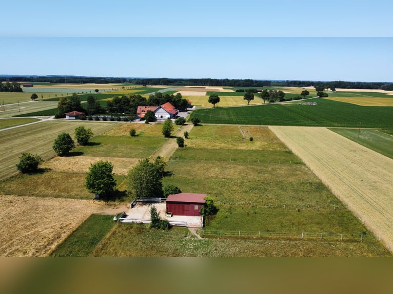 Offenstall für Wallache 2/5 FREI