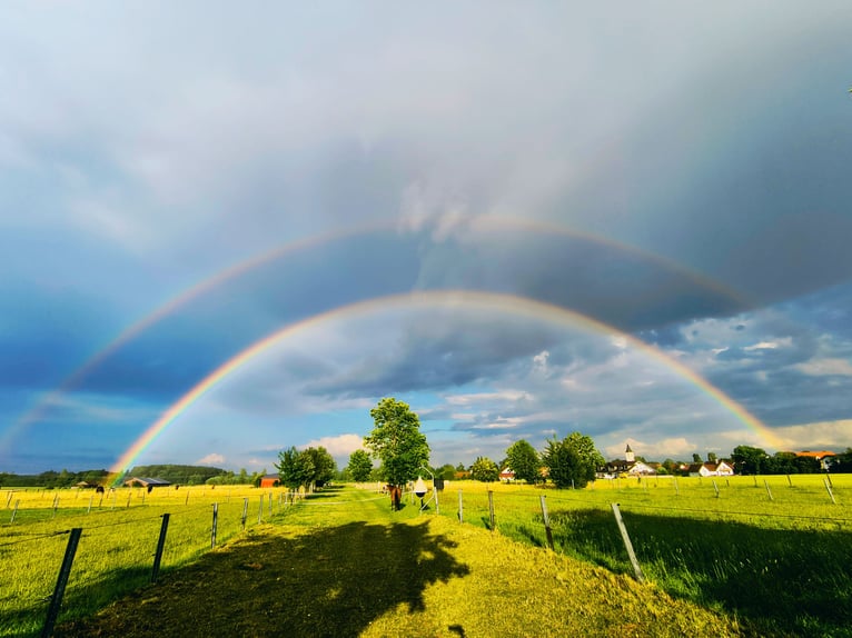 Offenstall für Wallache 3/5 FREI