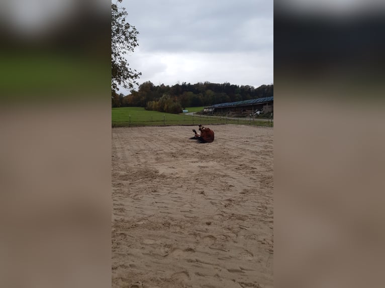 Offenstall hat 1 Platz frei