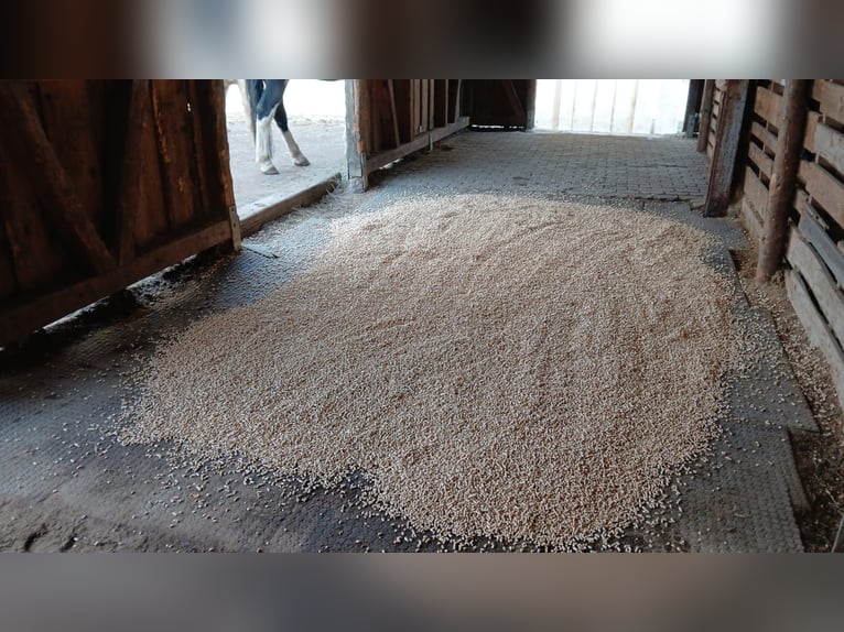 Offenstall im Winter und Trailanlage im Sommer