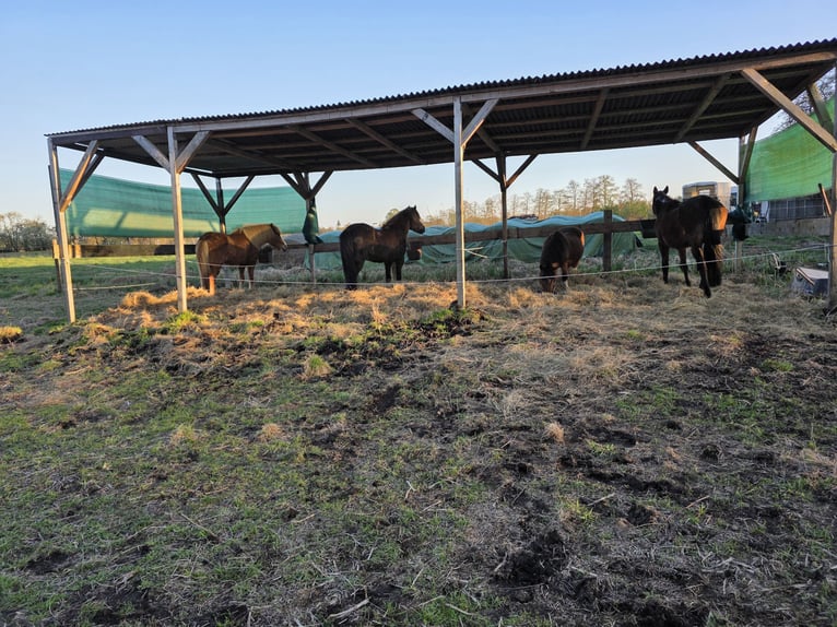Offenstall Jungpferd Rentner Absetzer Hengst Stute Wallach