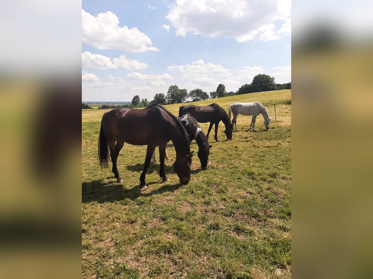  Offenstall mit 4,5 ha Weide 