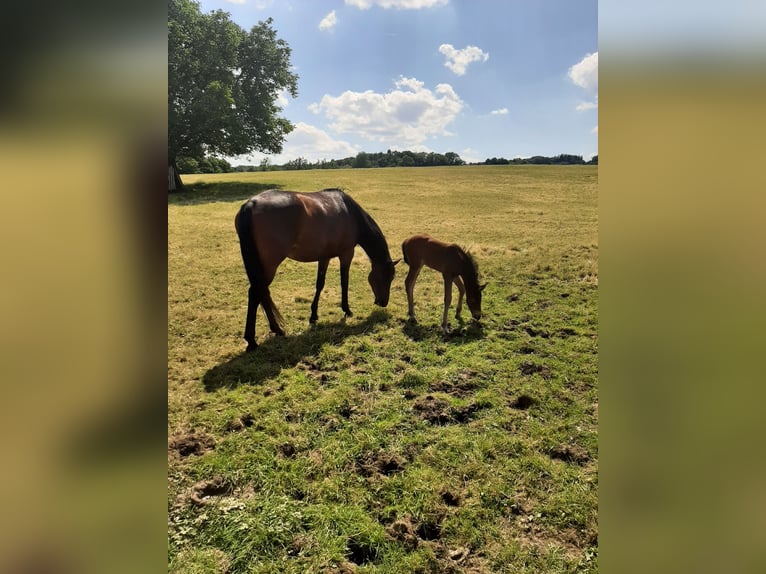  Offenstall mit 4,5 ha Weide 