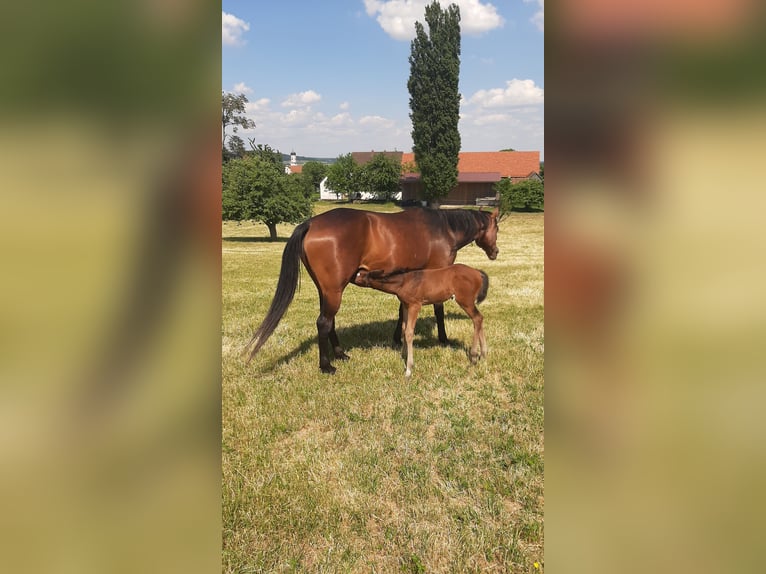  Offenstall mit 4,5 ha Weide 
