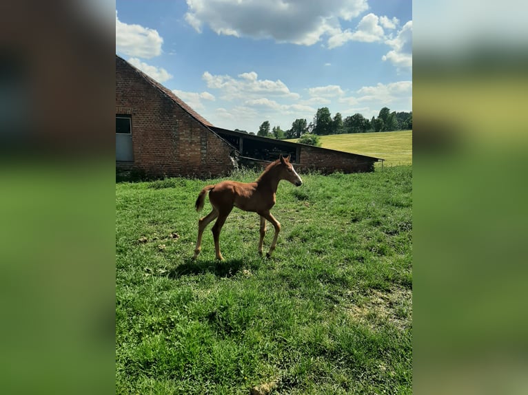  Offenstall mit 4,5 ha Weide 