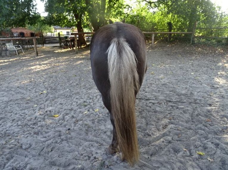 Offenstall mit großem Paddock