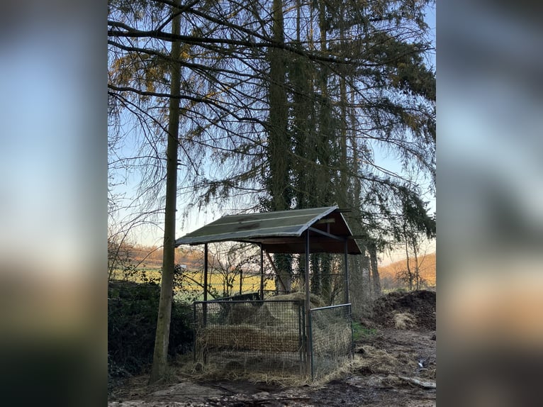 Offenstall mit großer Weide
