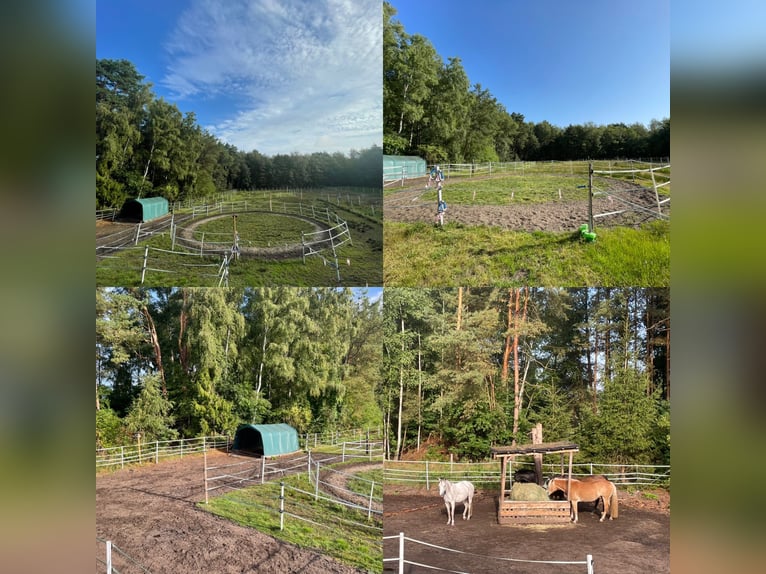 Offenstall mit Heulage (Allergiker) in Vollpension in Ehlershausen