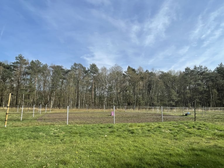 Offenstall mit Heulage (Allergiker) in Vollpension in Ehlershausen