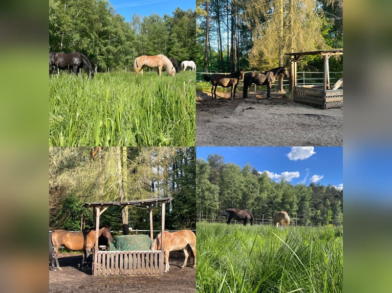 Offenstall mit Heulage (Allergiker) in Vollpension in Ehlershausen