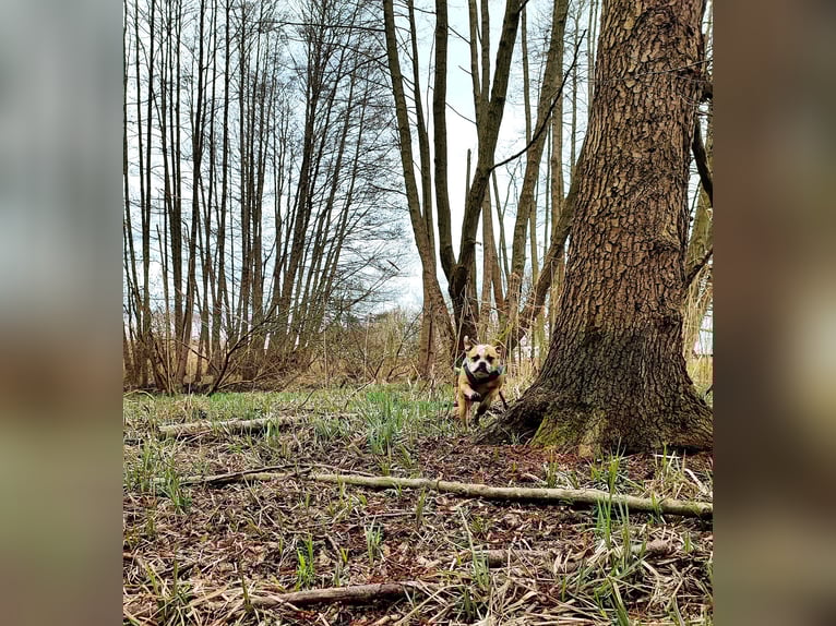 Offenstall mit kleinem Bachlauf