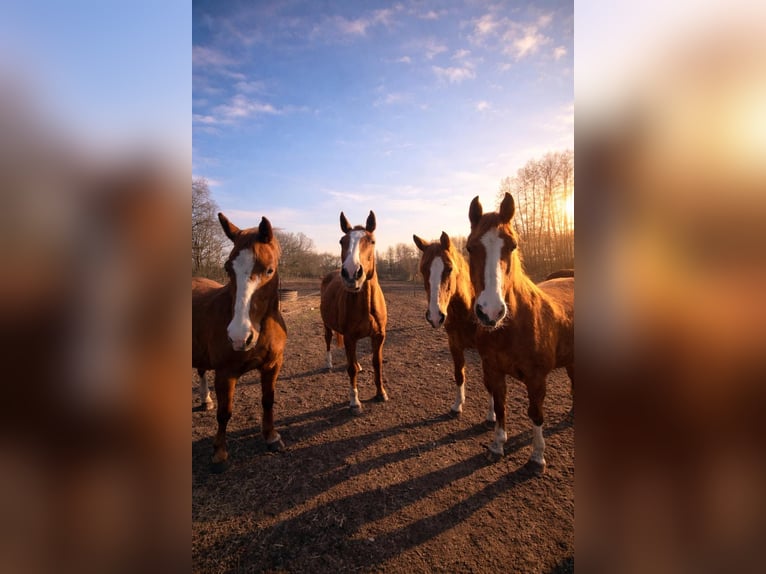 Offenstall mit kleinem Bachlauf
