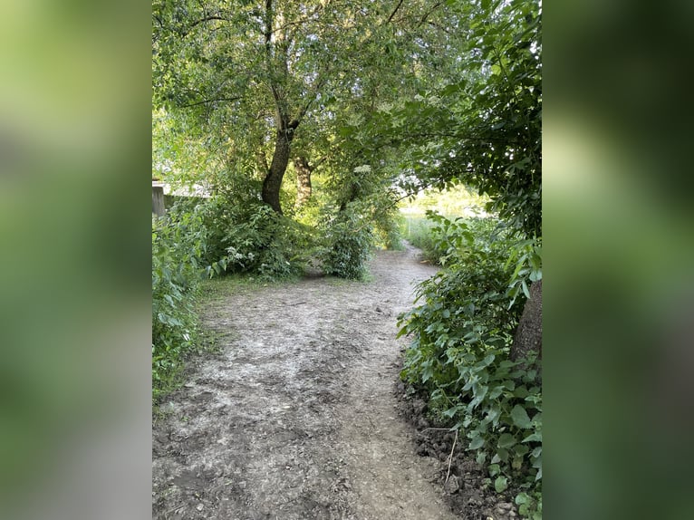 Offenstall mit Paddocktrail Aktivstall