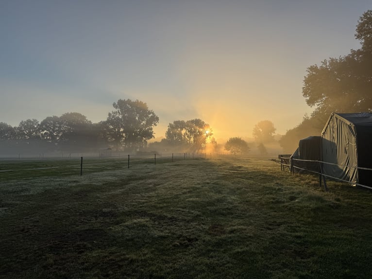 Offenstall mit Trail in 25336 Klein Nordende