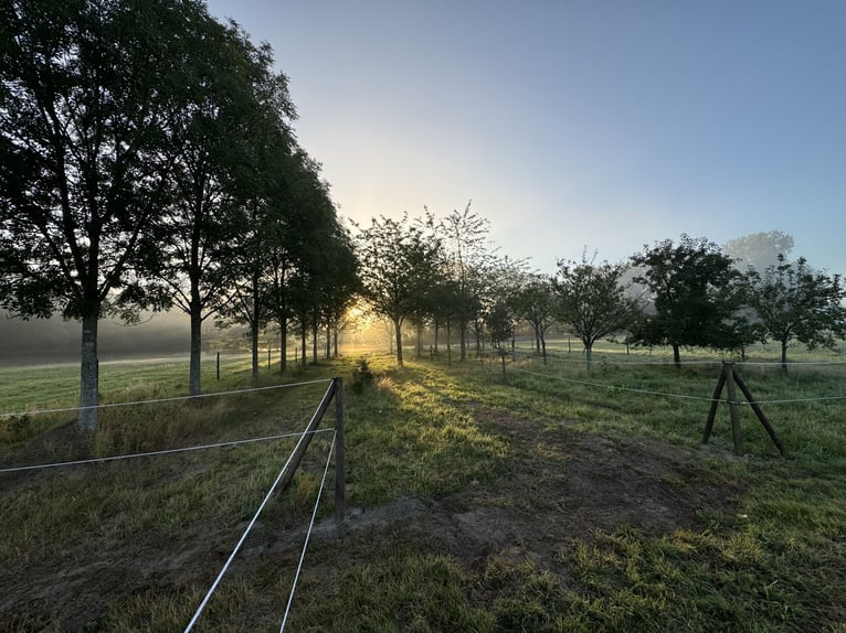 Offenstall mit Trail in 25336 Klein Nordende