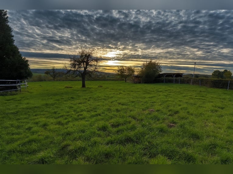 Offenstall mit Vollpension in Hildesheim-Itzum