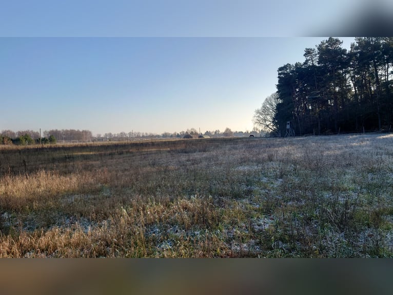 Offenstall, Offenstallplatz für Stuten