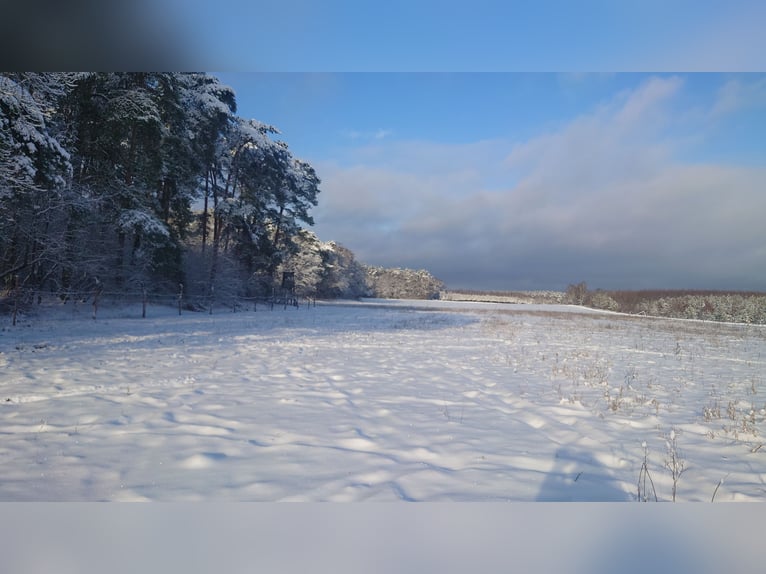 Offenstall, Offenstallplatz für Stuten