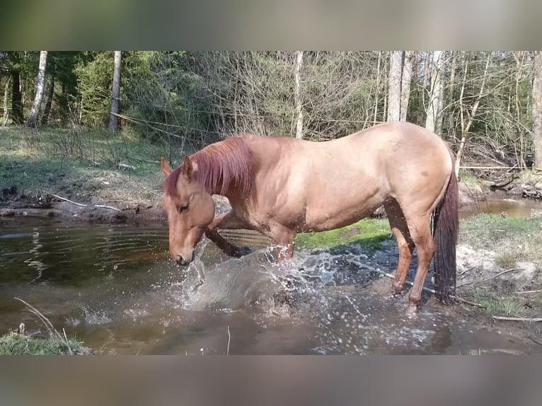 Offenstall Paddock Box Reitbeteiligung