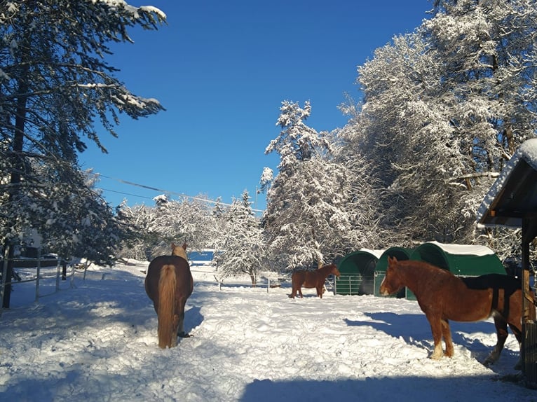 Offenstall Paddock Box Reitbeteiligung