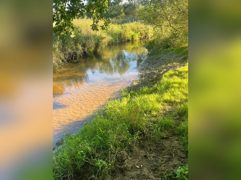 Offenstall/ Paddocktrail