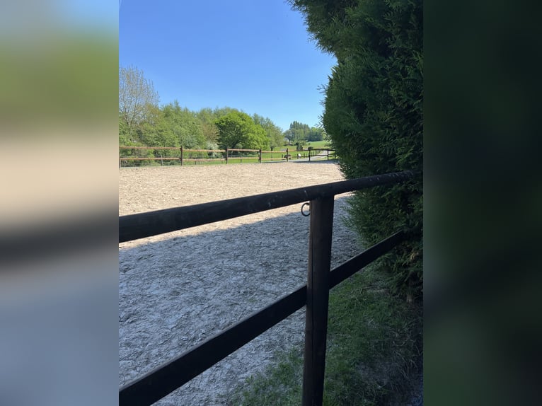 Offenstall Platz an Wallach zu vergeben Offenstall Platz an Wallach zu vergeben