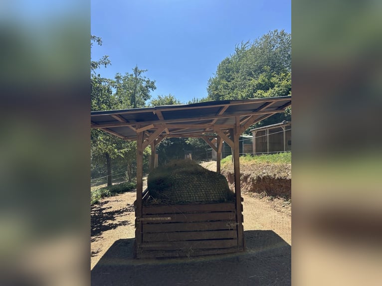 Offenstall Platz frei / Stall frei für liebes Pferd