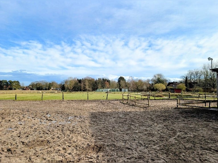 Offenstall Platz für Wallach in 21259 Otter