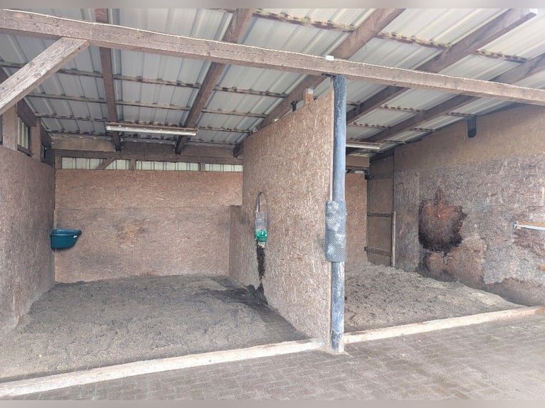Offenstall Platz für Wallach in 21259 Otter
