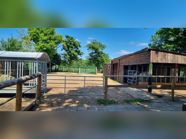 Offenstall Platz in Stutengruppe