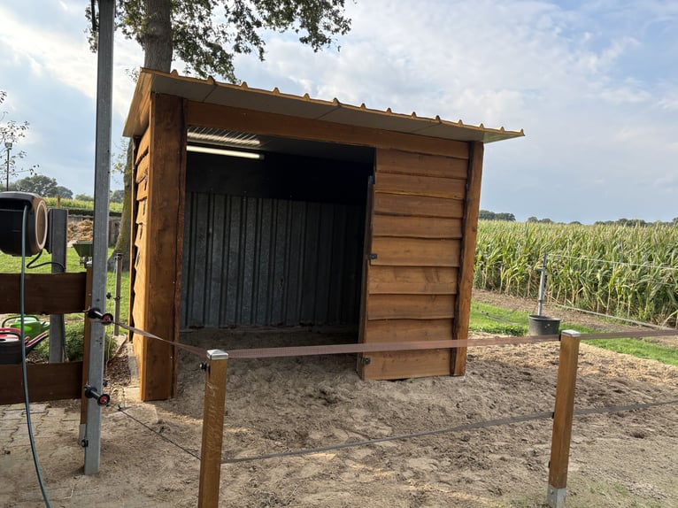 Offenstall Platz in Vollpension für Rentner/ Beisteller
