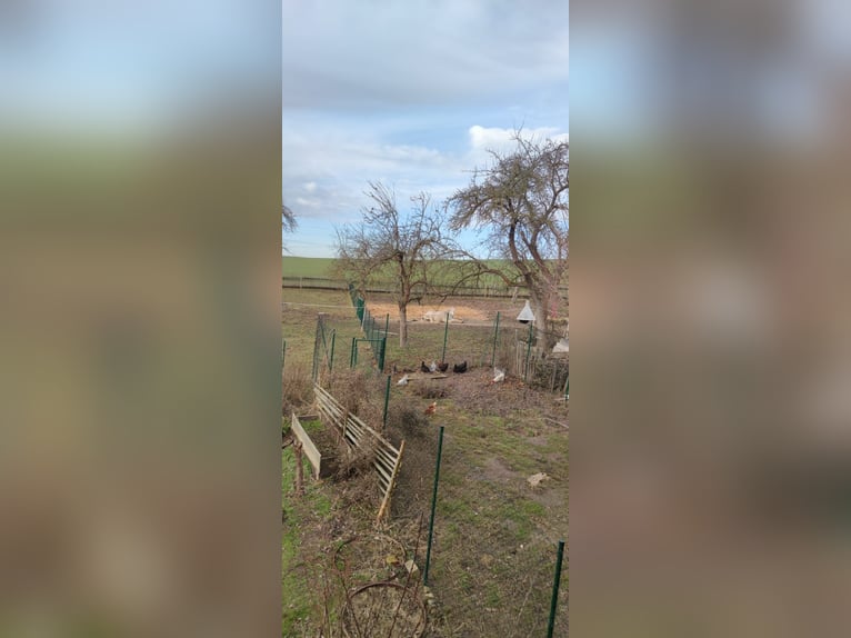 Offenstall / Pony / Großpferd / Wallach