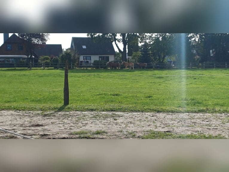 Offenstall: Private Haltergemeinschaft sucht Mitbewohner für Jungs-WG