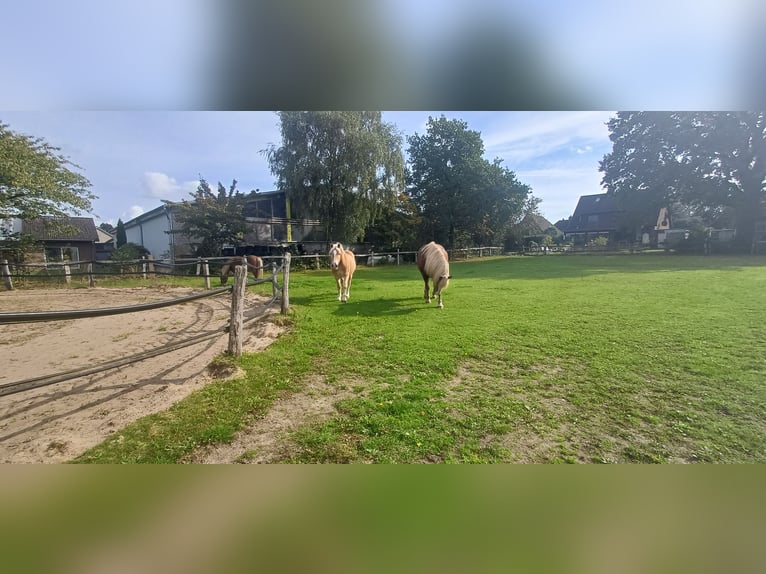 Offenstall: Private Haltergemeinschaft sucht Mitbewohner für Jungs-WG