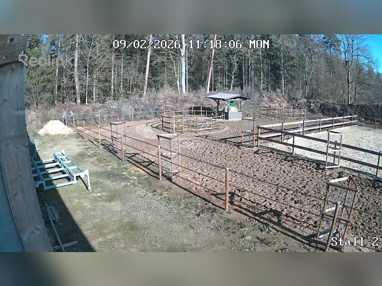 Offenstall Selbstversorger zur Miete für dich ganz alleine