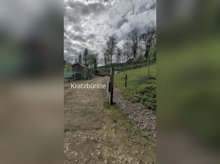 Offenstall Stall Platz für 1-2 Pferde frei