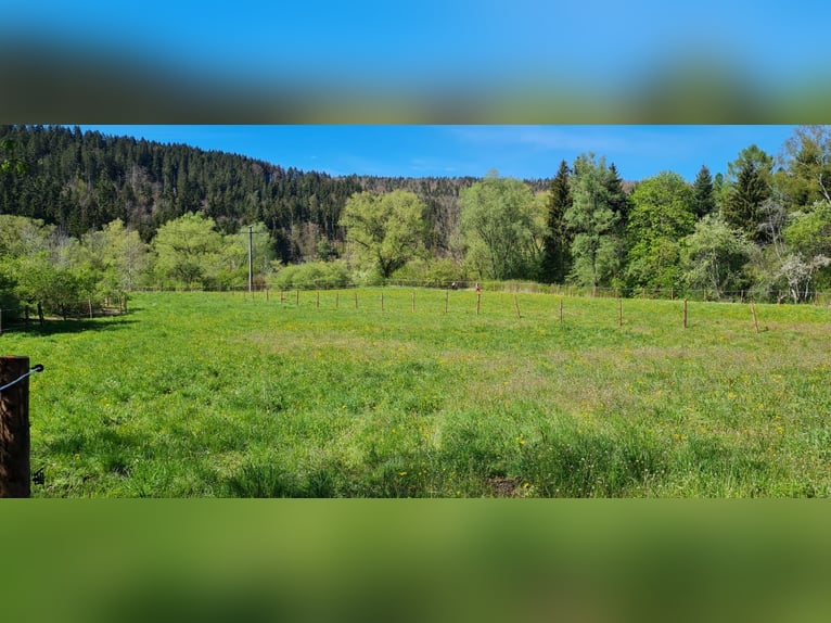Offenstall Stallplatz leichtfuttrig Tuttlingen Möhringen