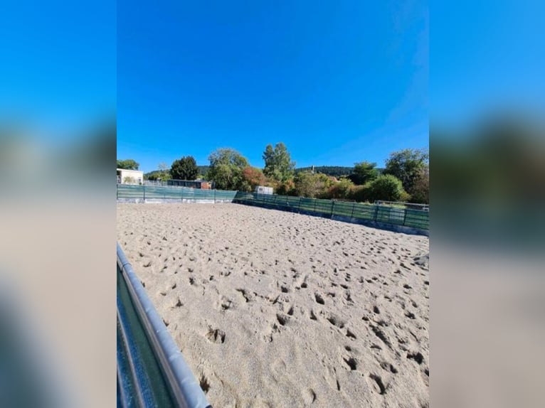 Offenstall Stallplatz leichtfuttrig Tuttlingen Möhringen