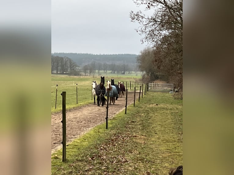 Offenstall, Trail, Weide für 1 Wallach frei