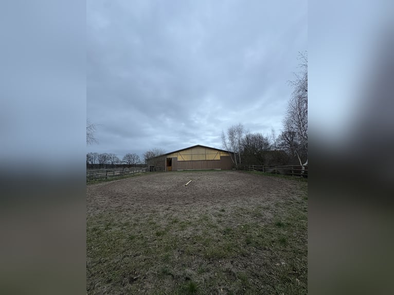 Offenstall / Wallach sucht Gesellschaft