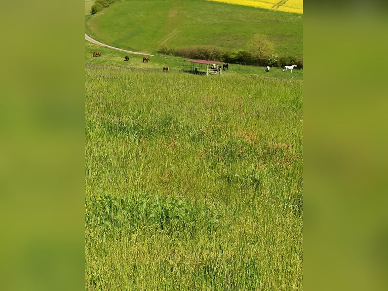 Offenstall - Weideplatz für Wallach, Junghengst oder Hengstabsetzer