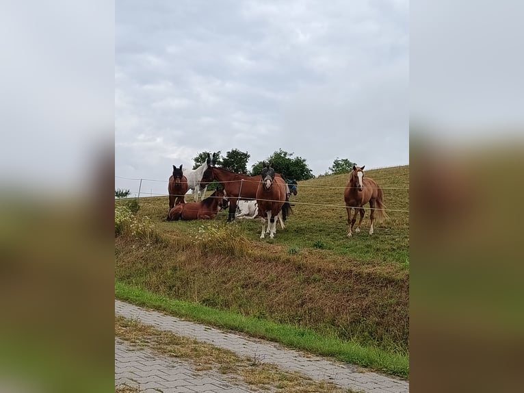 Offenstall - Weideplatz für Wallach, Junghengst oder Hengstabsetzer