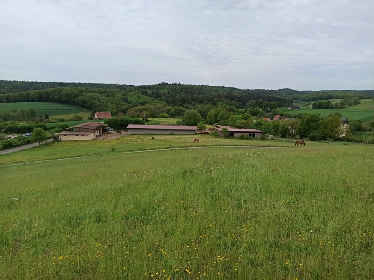 Offenstall - Weideplatz für Wallach, Junghengst oder Hengstabsetzer