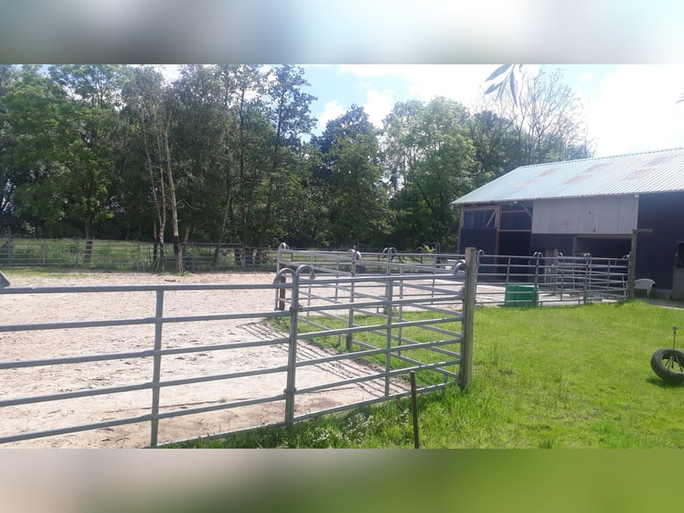 Offenstall Weideplatz für Wallache an der Nordsee