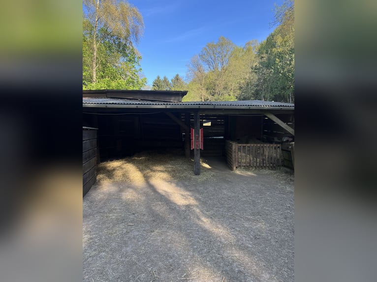 Offenstall, Weideplatz Isländer- robuste Ponys
