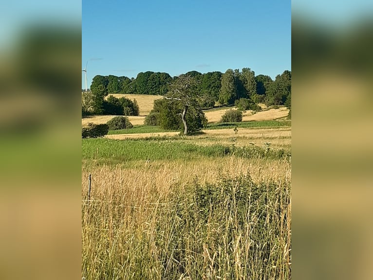 Offenstallabteil zur Haltung in Eigenregie für vier Pferde ab Mitte/Ende August frei!