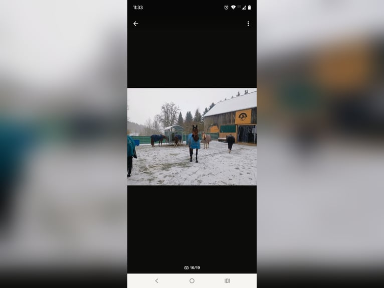 Offenstall,Box,Stellplatz,Pensionsplatz zu vergeben!