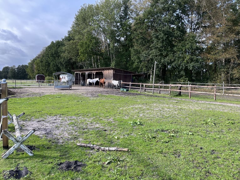 Offenstallgemeinschaft bietet Platz für heustauballergisches Pony/Pferd